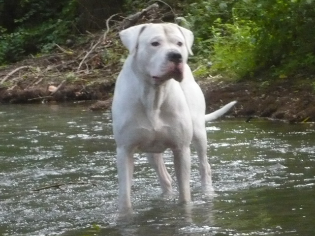 Publication : des Guerriers d'Albatre