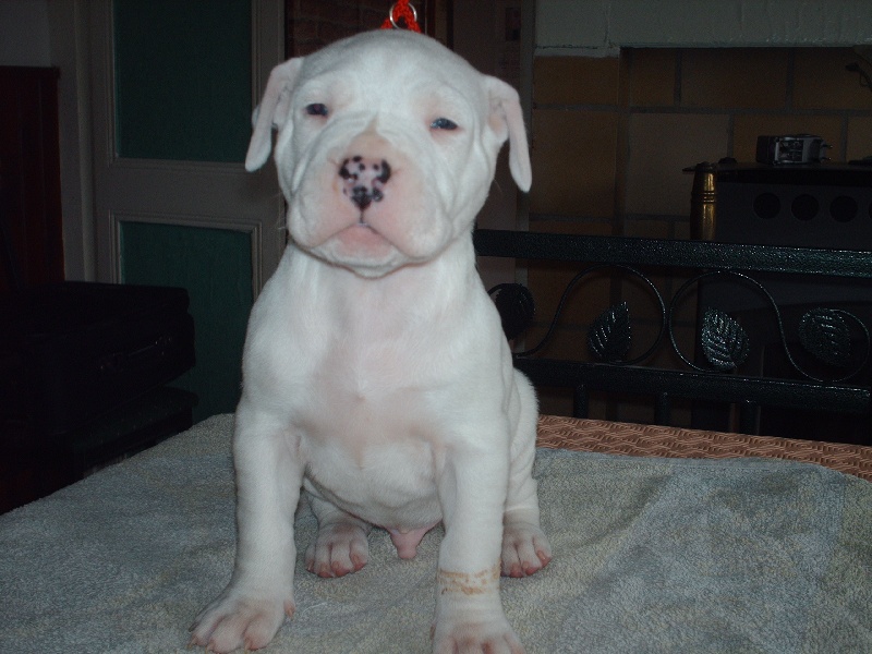 Publication : des Guerriers d'Albatre