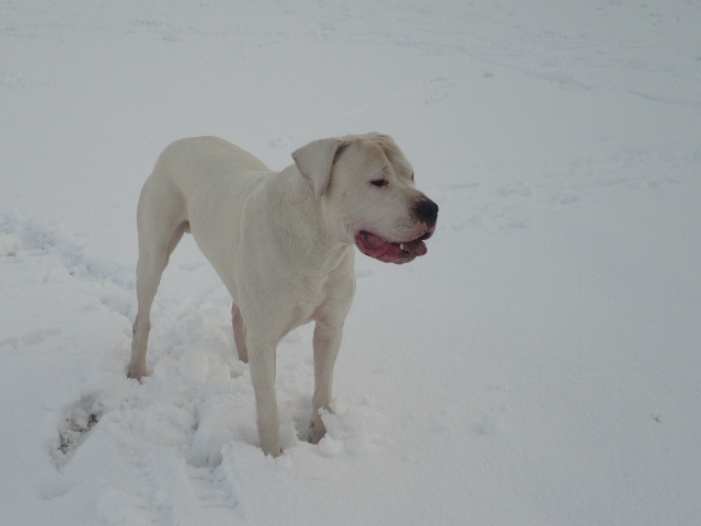 Publication : des Guerriers d'Albatre