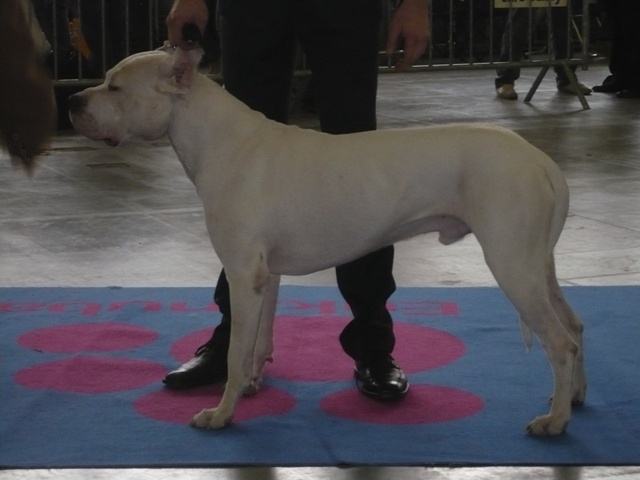 Capone del dogo and the bull - CACIB CAC 1ER EXCELLENT