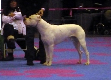 Capone del dogo and the bull - CACIB CAC 1ER EXCELLENT