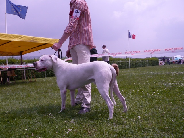 Capone del dogo and the bull - 1ER EXCELLENT MEILLEUR JEUNE