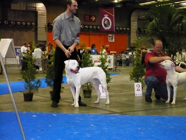 Capone del dogo and the bull - 1ER EXCELLENT CLASSE JEUNE