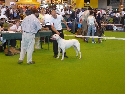 Capone del dogo and the bull - 3EME EXCELLENT