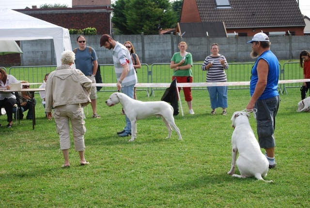 Capone del dogo and the bull - 1ER EXCELLENT MEILLEUR JEUNE