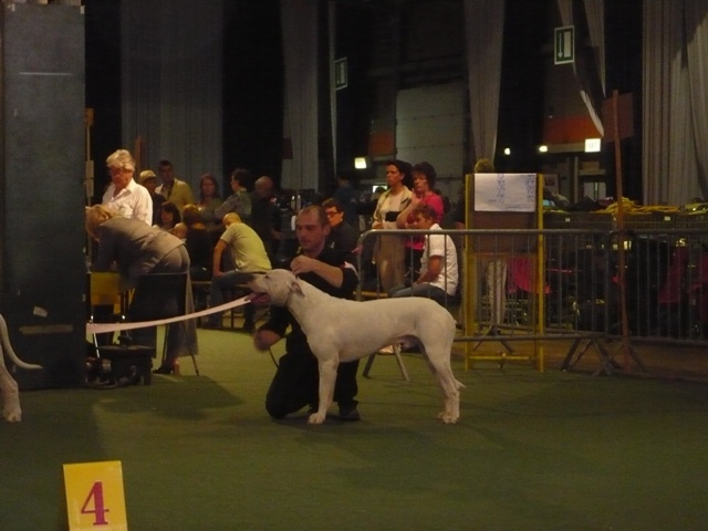 Capone del dogo and the bull - 3EME EXCELLENT CLASSE OUVERTE