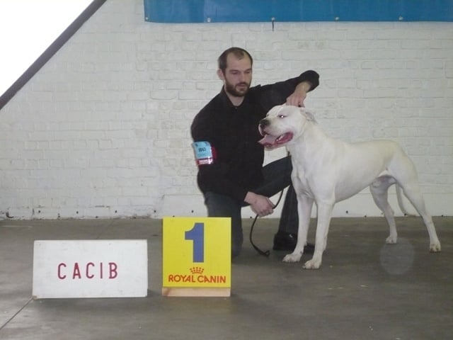 Capone del dogo and the bull - CAC CACIB 1ER EXCELLENT CLASSE INTERMEDIAIRE