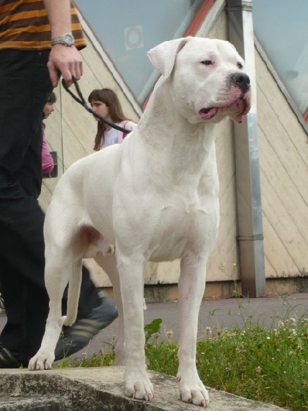 Capone del dogo and the bull - 1ER EXCELLENT CLASSE JEUNE