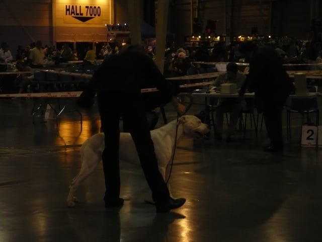 Capone del dogo and the bull - CACS CACIB MEILLEUR DE RACE