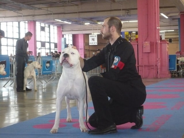 Capone del dogo and the bull - 1ER EXCELLENT RCACIB