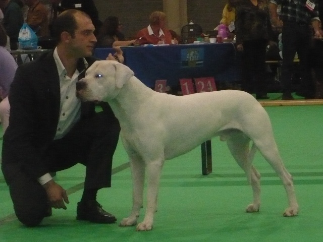 Capone del dogo and the bull - 1ER EXCELLENT R.CACIB CLASSE OUVERTE