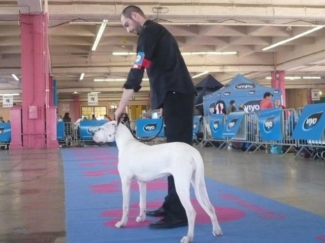 Huinca el guardian blanco - 1ER TRES PROMETTEUR CLASSE PUPPY