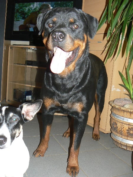 Ciara du clos de la tour des sorcières