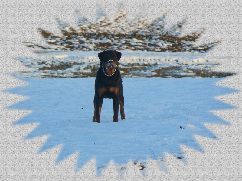 Ciara du clos de la tour des sorcières