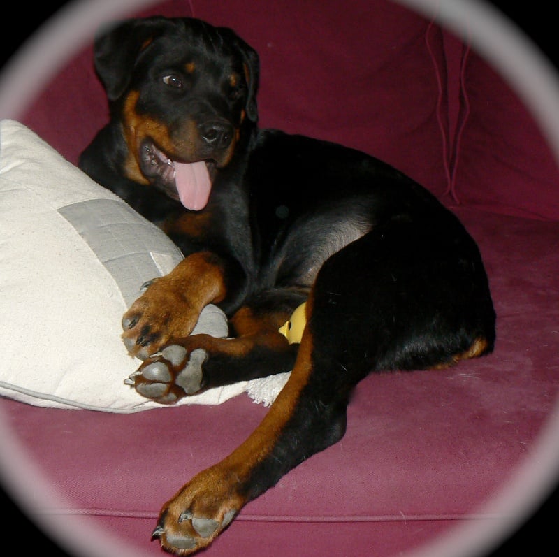 Ciara du clos de la tour des sorcières