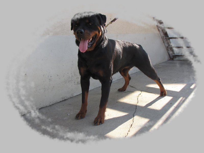 Ciara du clos de la tour des sorcières