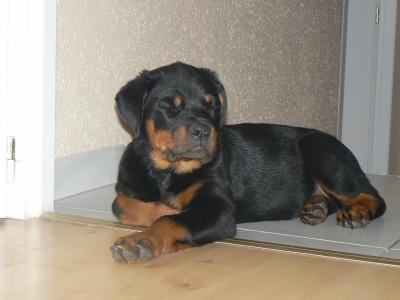 Ciara du clos de la tour des sorcières