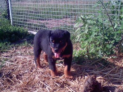 Ciara du clos de la tour des sorcières