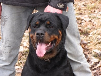 Ciara du clos de la tour des sorcières