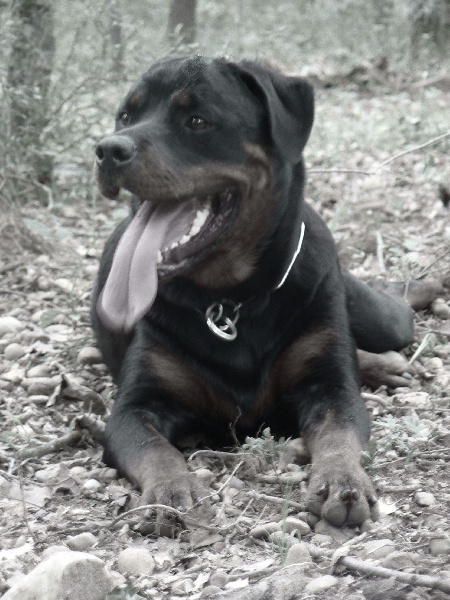 Ciara du clos de la tour des sorcières