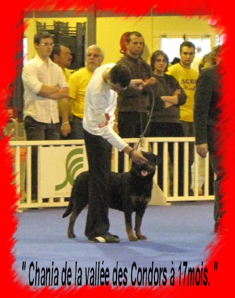 Chania de la vallee des Condors - 1ère excellente en classe jeune et MEILLEUR JEUNE