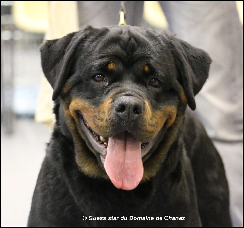 Guess star du Domaine de Chanez - 1er excellent CACS + Meilleur de race