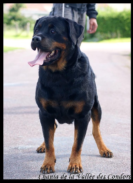 Chania de la vallee des Condors - 4 ieme Excellent