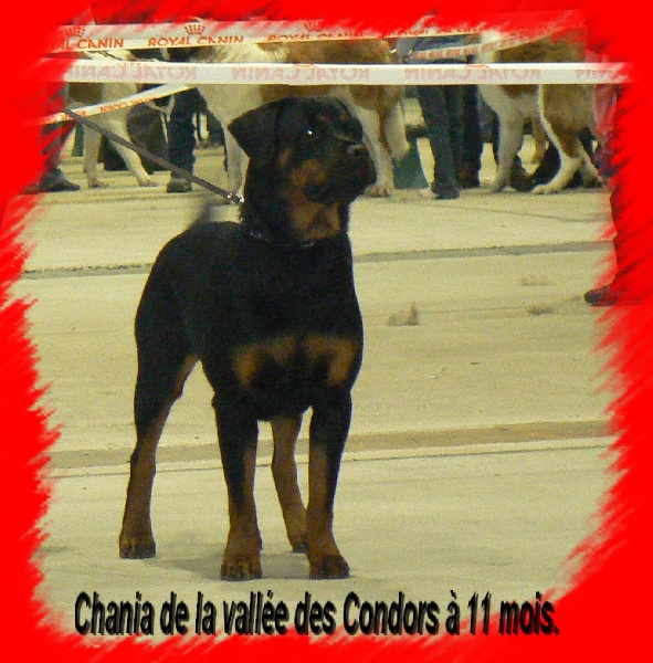 Chania de la vallee des Condors - 4ème excellente en classe jeune