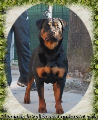 Chania de la vallee des Condors - 1ère excellente en classe jeune