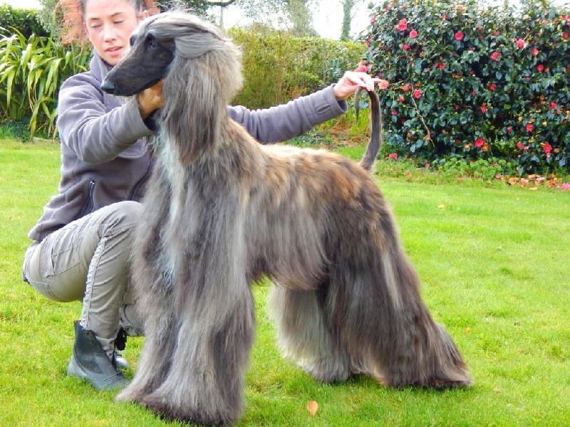 Ch.just a time for dream Du chemin des dames imperiales