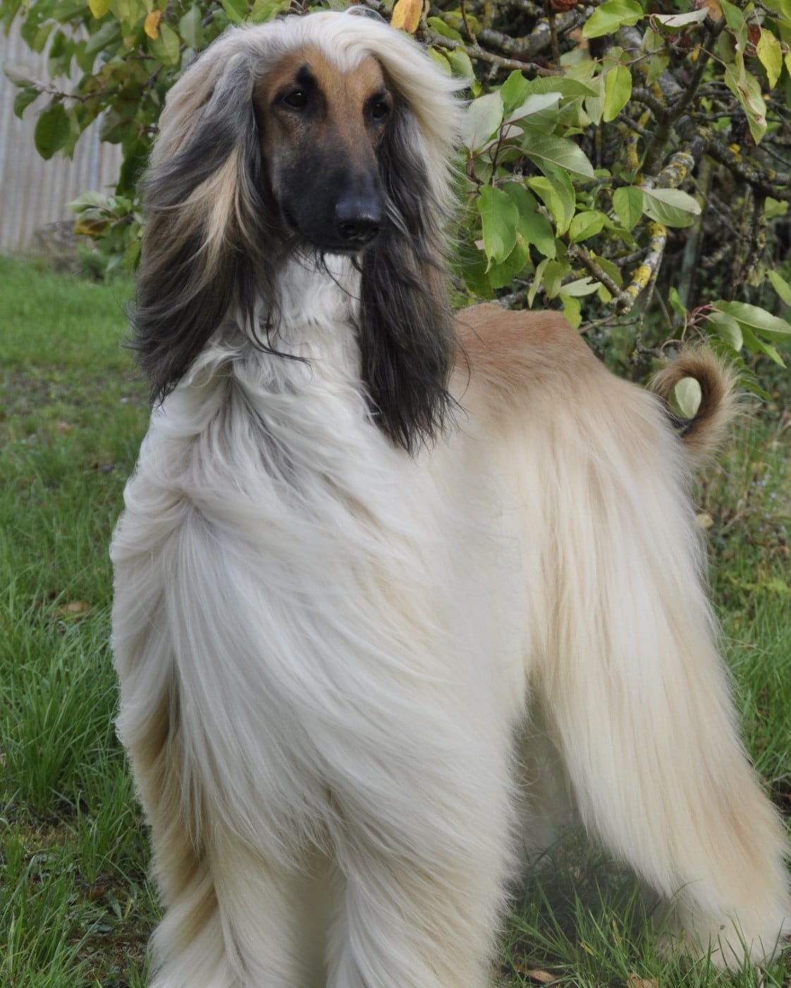 Publication : Du chemin des dames imperiales