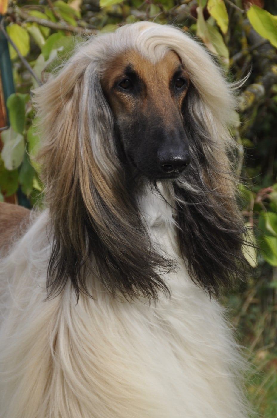 Publication : Du chemin des dames imperiales