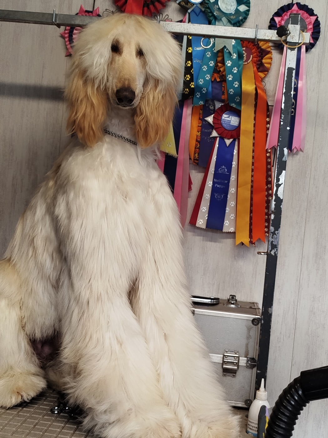 Velendil le seigneur Du chemin des dames imperiales