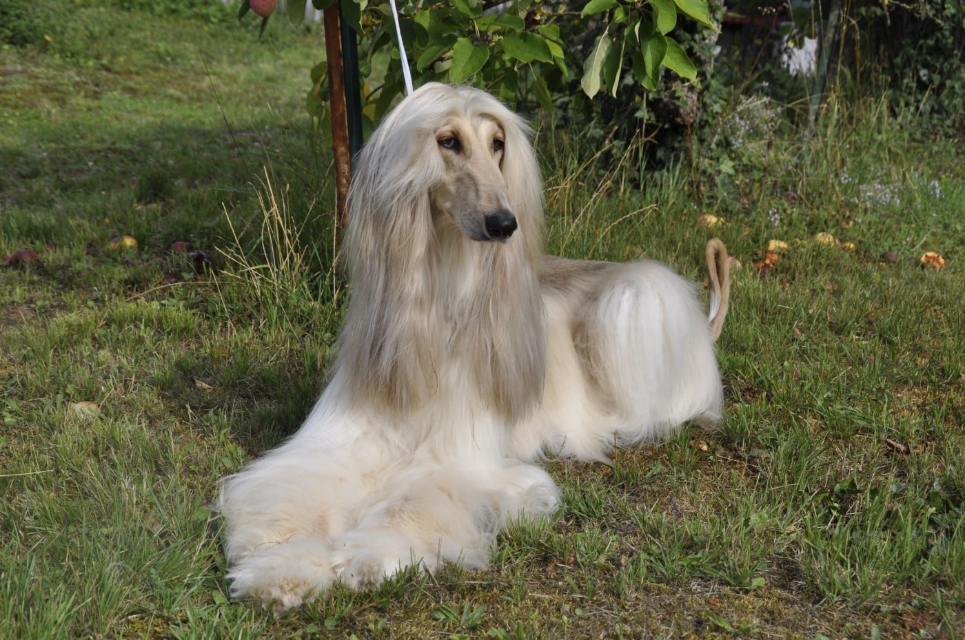 J.ch shadow of dreams Du chemin des dames imperiales