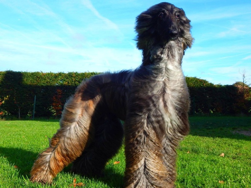 Ch.just a time for dream Du chemin des dames imperiales