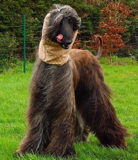 Ch.just a time for dream Du chemin des dames imperiales