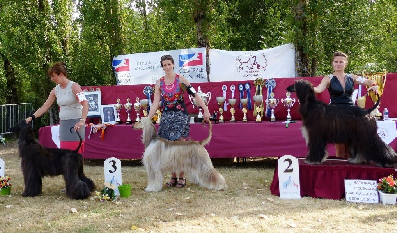 CH. Flower of dream dunic Du chemin des dames imperiales