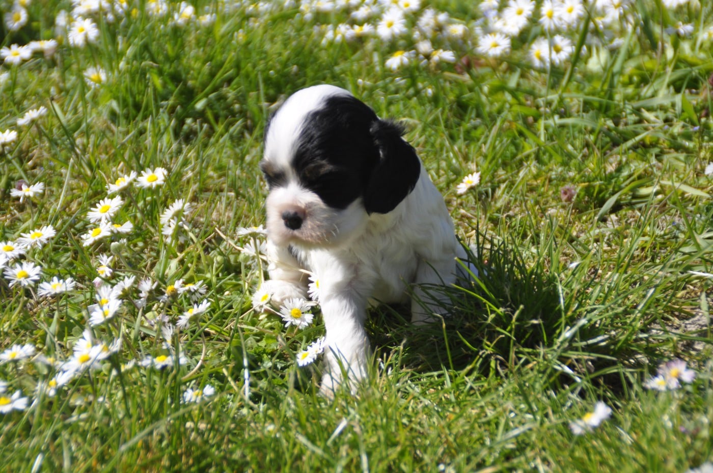 CHIOT 1 - American Cocker Spaniel