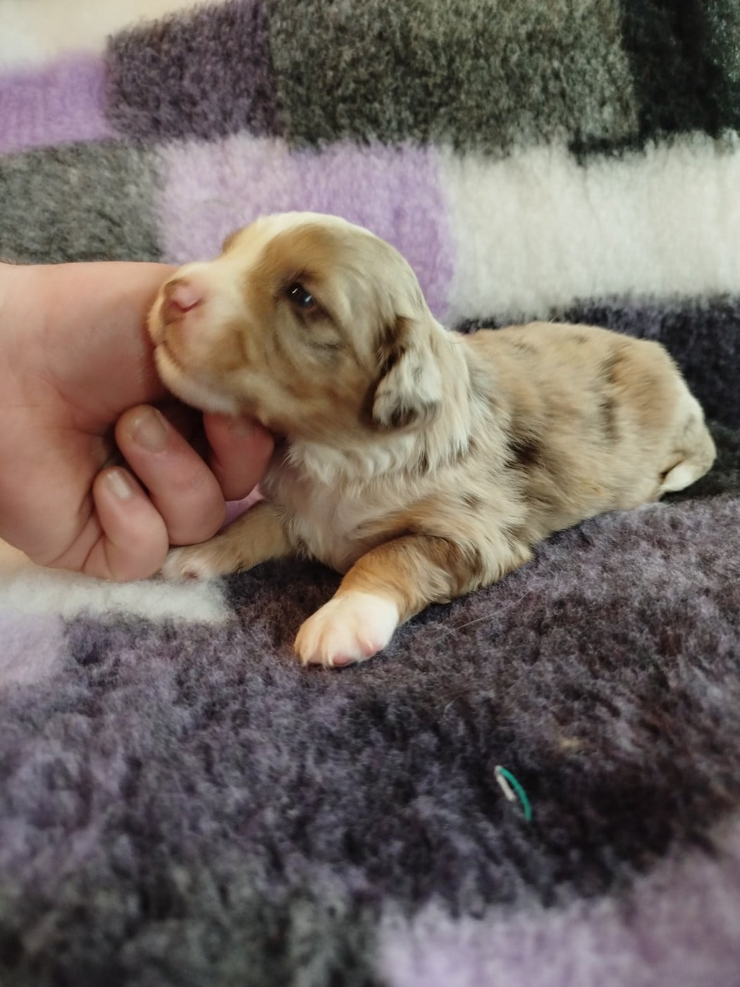 CHIOT 4 - Berger Américain Miniature 