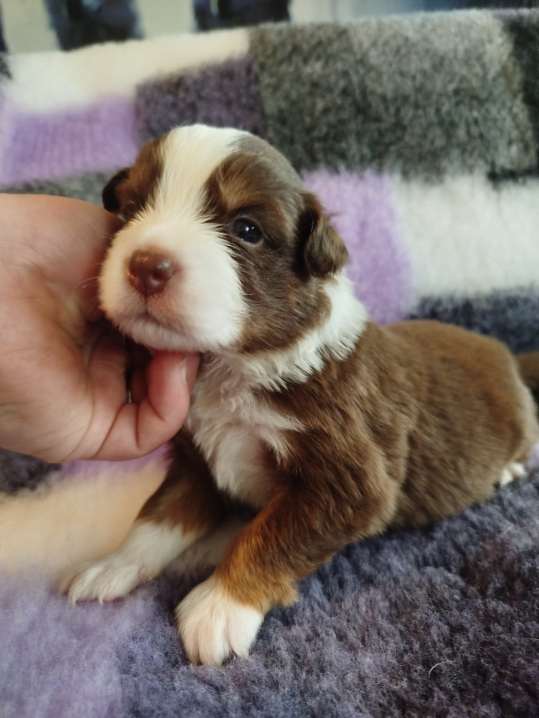 CHIOT 5 - Berger Américain Miniature 