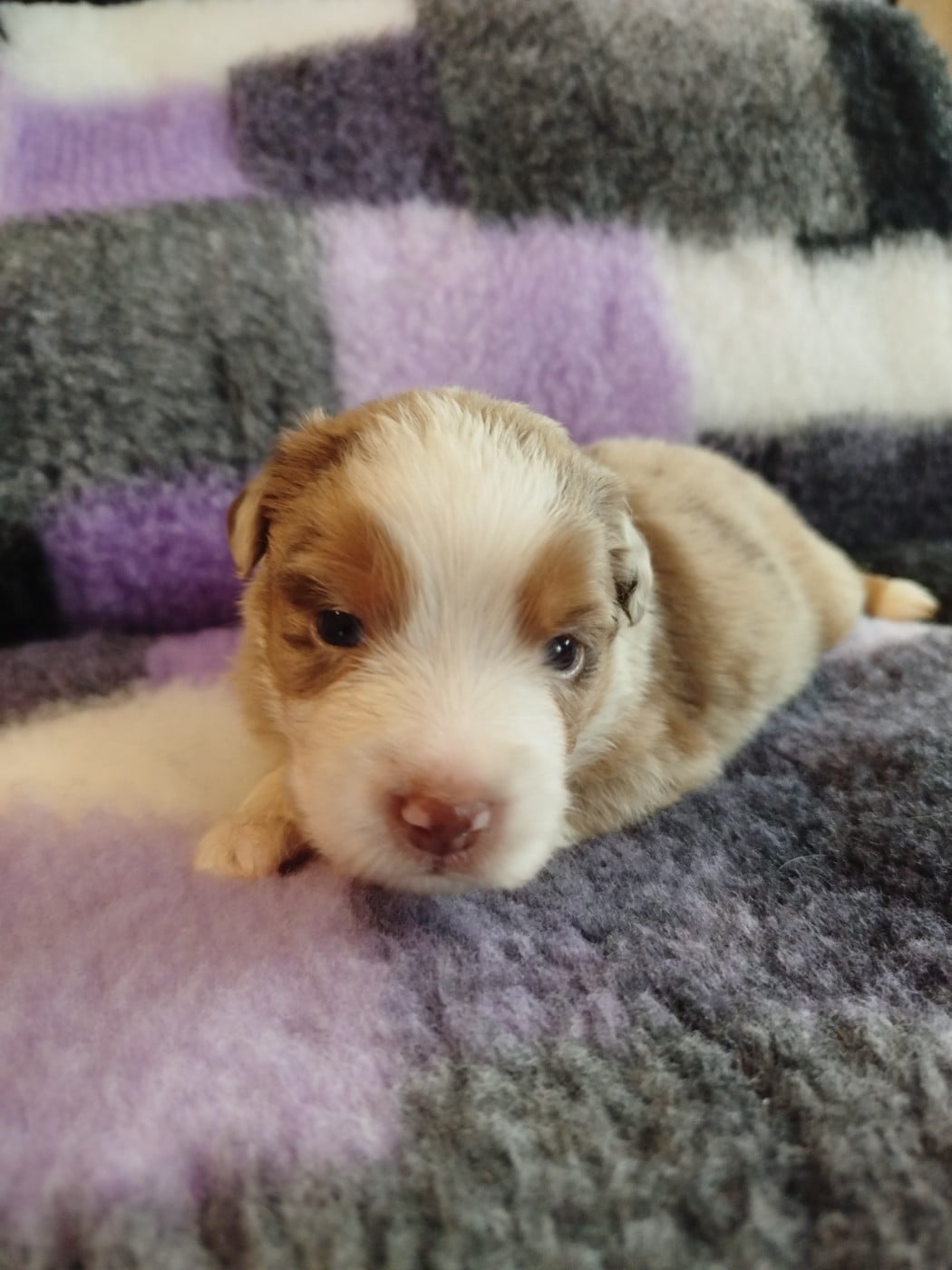 CHIOT 6 - Berger Américain Miniature 