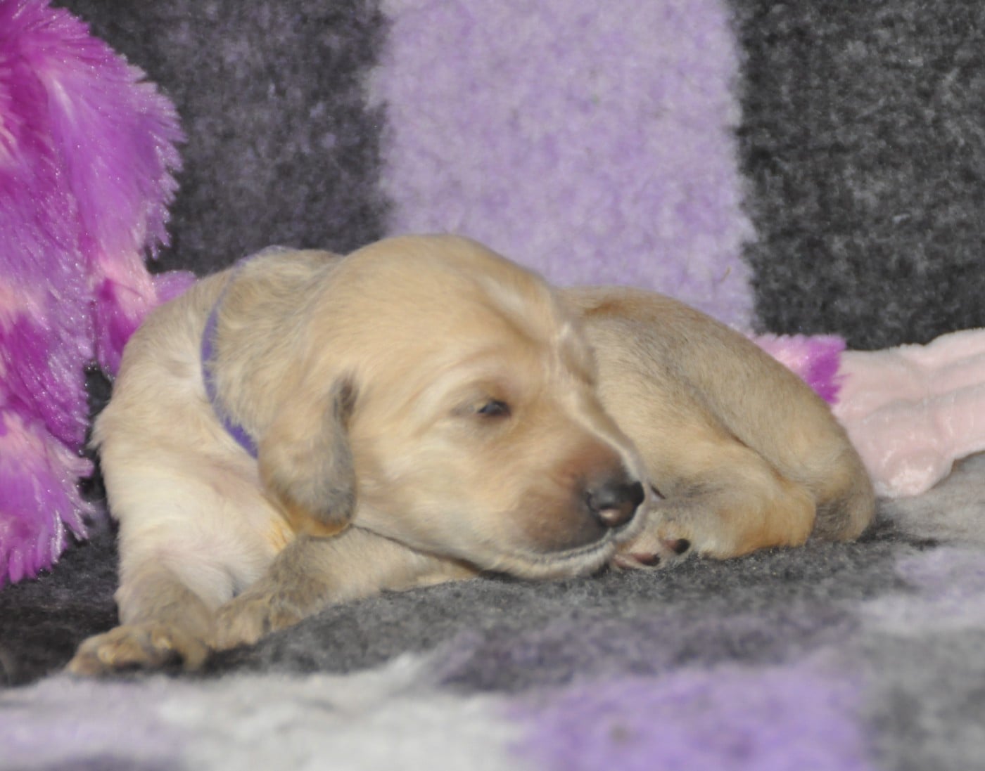 CHIOT 4 - Levrier afghan