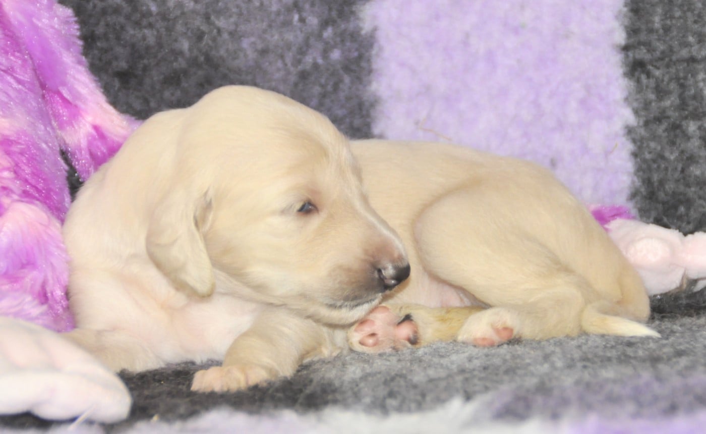 CHIOT 3 - Levrier afghan