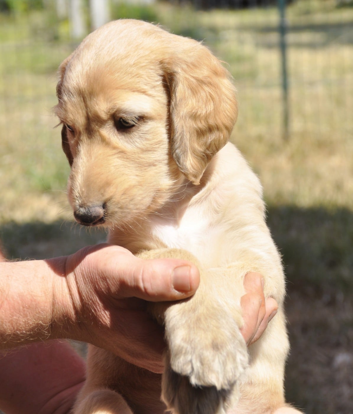 CHIOT 7 - Levrier afghan