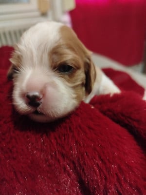 Les chiots de Cavalier King Charles Spaniel
