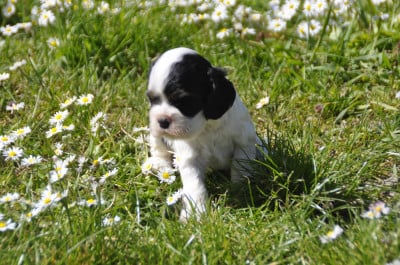 Les chiots de American Cocker Spaniel