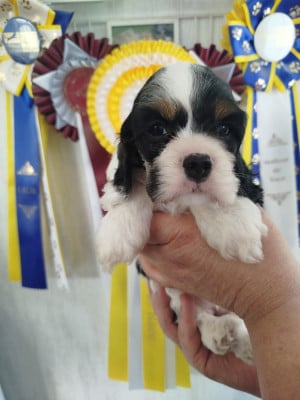 Les chiots de American Cocker Spaniel