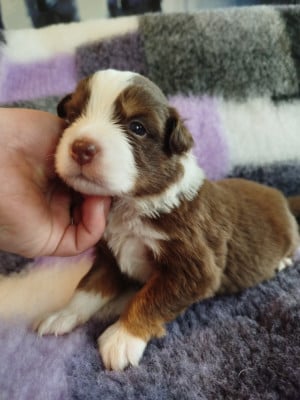Les chiots de Berger Américain Miniature 