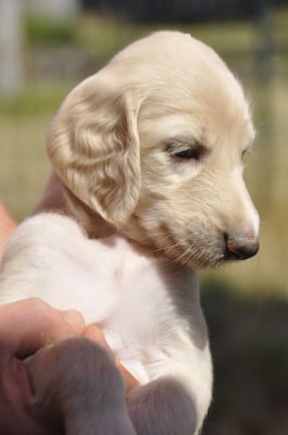Les chiots de Levrier afghan