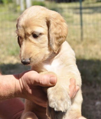 Les chiots de Levrier afghan